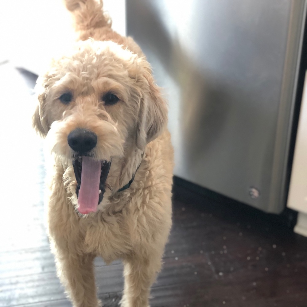 Meet your Posher, Molly
